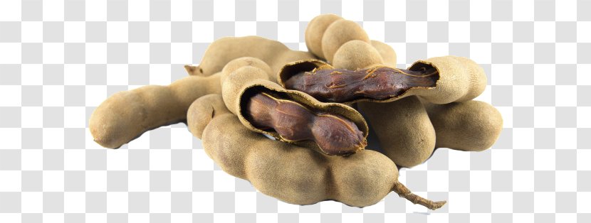 Tamarind Tropical Africa Fruit Plant Legumes - Legume Transparent PNG