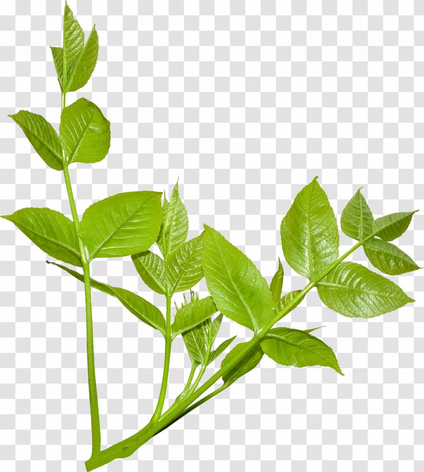 Plant Leaves Leaf Branch - Vecteur - Green Transparent PNG