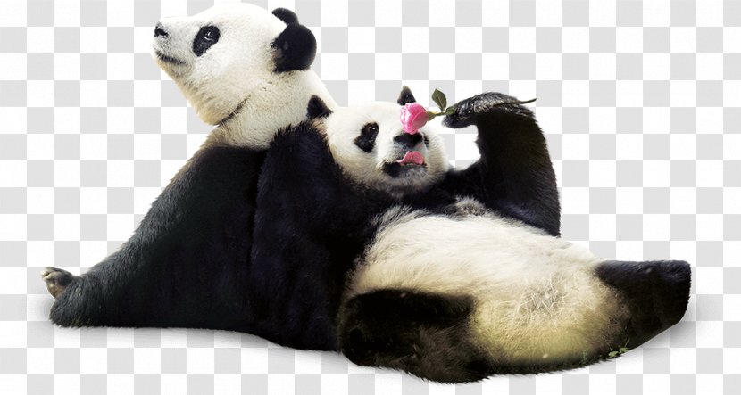 Giant Panda Red Everland Cuteness - Snout Transparent PNG