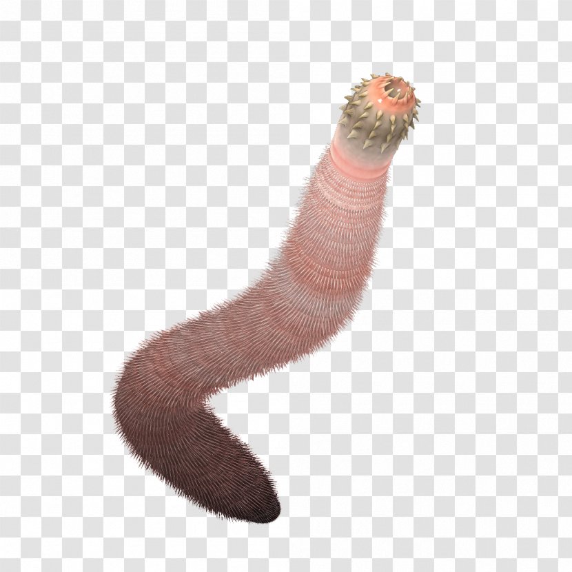 Burgess Shale Worm Ancalagon Priapulida Cambrian - Paleoart Transparent PNG