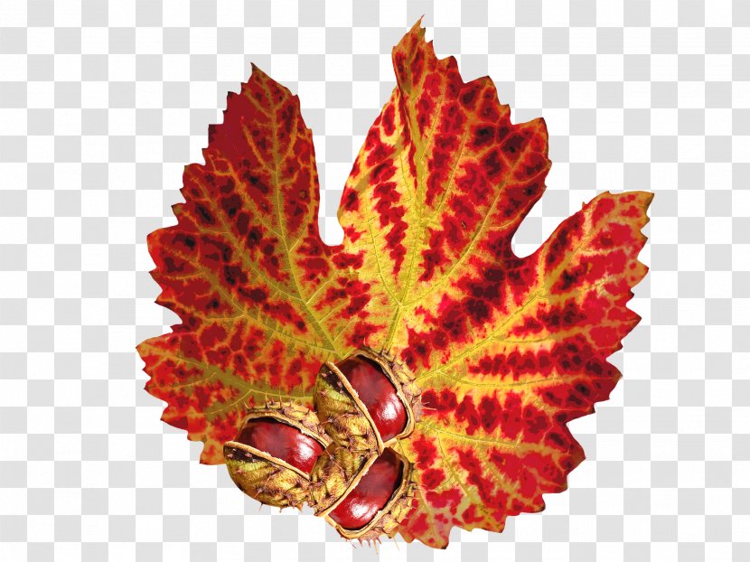 Leaf Autumn Chinese Chestnut Sweet - Nut - The Transparent PNG