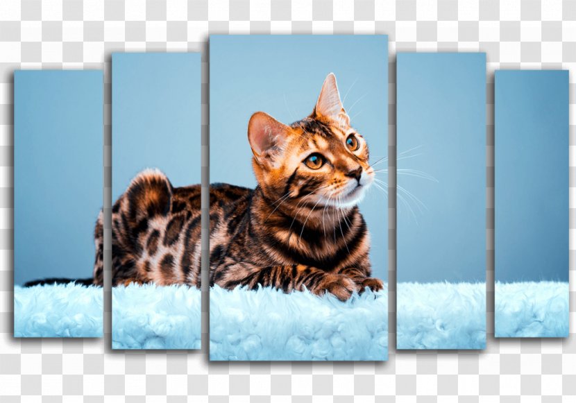 Bengal Cat American Bobtail Kitten Wildcat Desktop Wallpaper - Toyger Transparent PNG