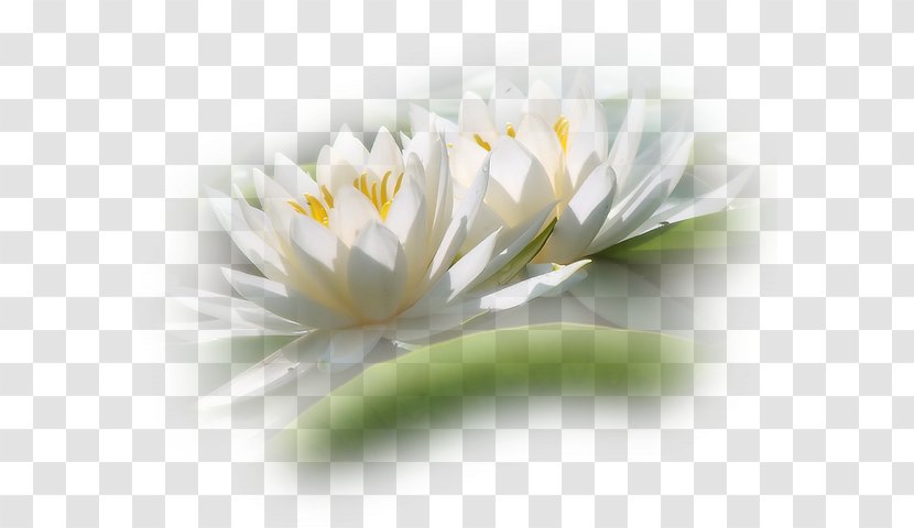 Thought Photography Flower Petal - Plant - Sensation Transparent PNG