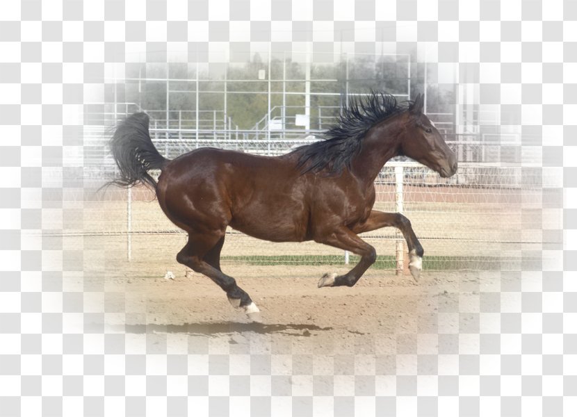 Stallion Mustang Rein Mare Hunt Seat - Saddle Transparent PNG