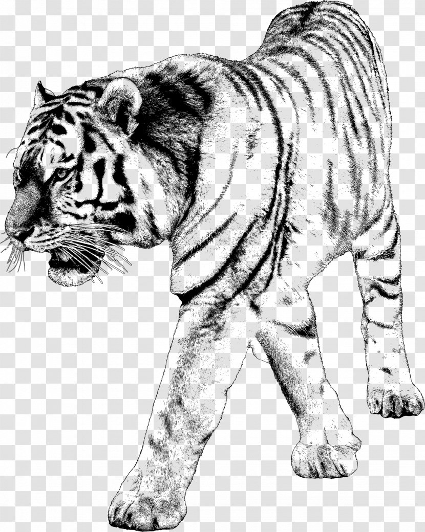 Whiskers Tiger Lion Cat Dog Transparent PNG