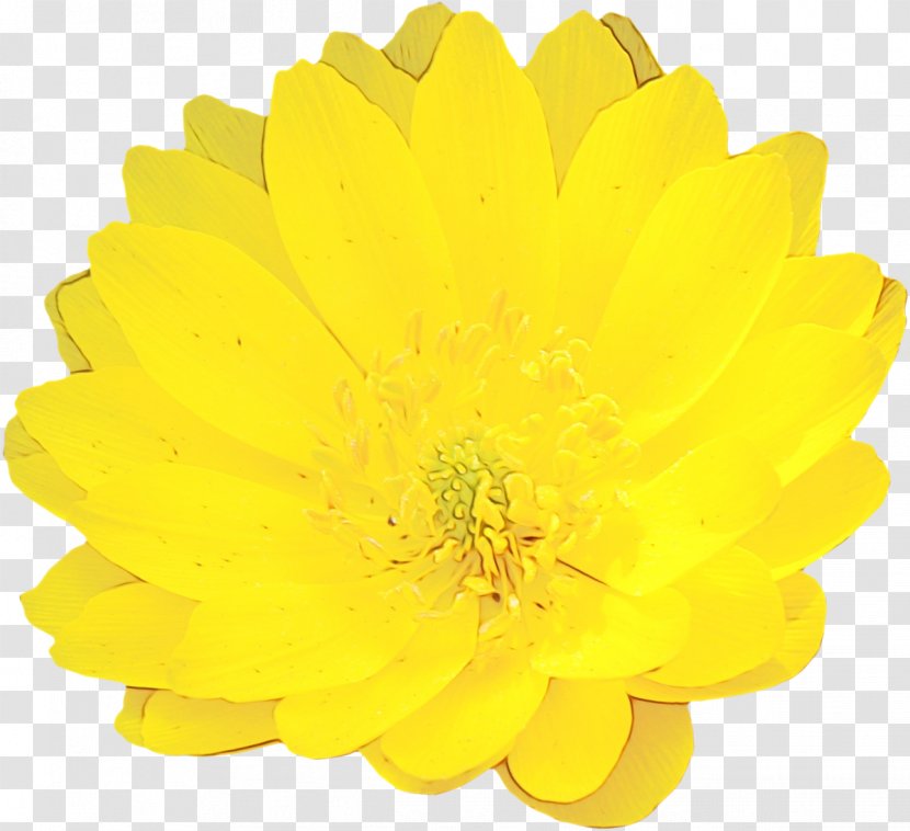 Yellow Flower Petal Plant Gerbera - English Marigold Daisy Family Transparent PNG