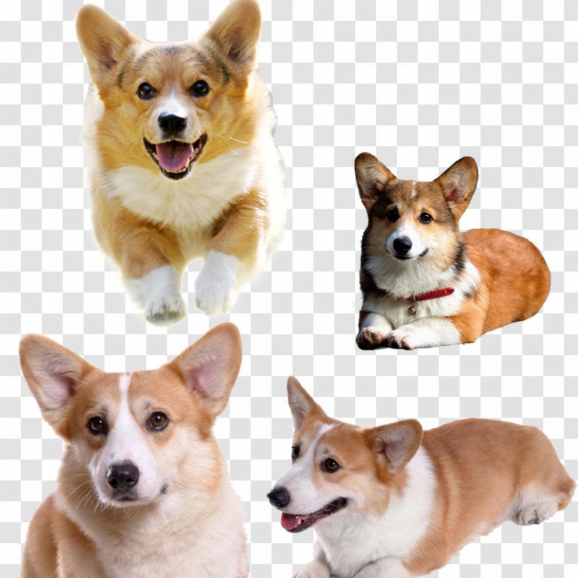 Pembroke Welsh Corgi Pet - Snout - Cute Koji Dog Transparent PNG