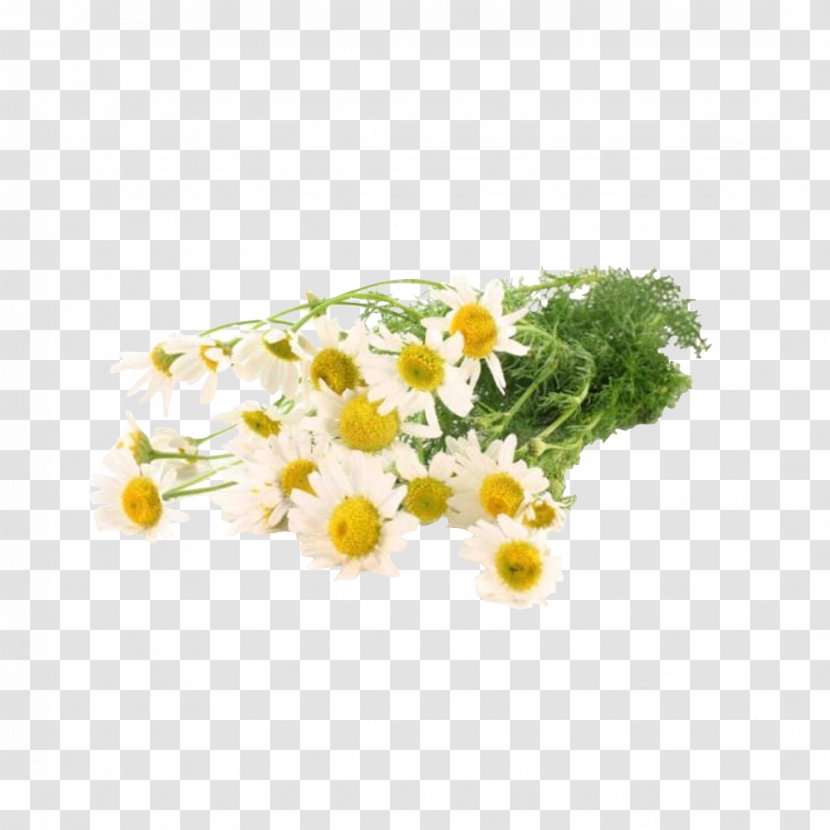 Tea German Chamomile Roman Essential Oil - Flower Transparent PNG