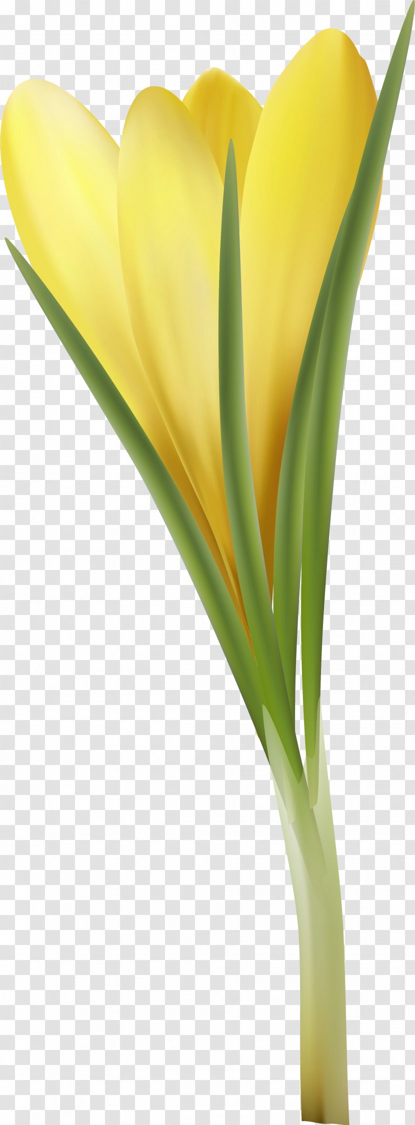 Tulip Cut Flowers Petal Plant Stem Flowerpot Transparent PNG