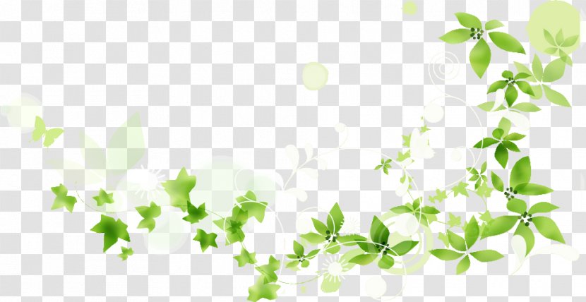Hair Removal Photography Green - Flora - Twig Transparent PNG
