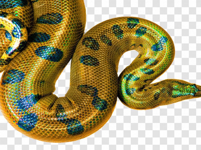 Boa Constrictor Snakes Rattlesnake Hognose Snake Desktop Wallpaper - Affirmation HD 1440X900 Transparent PNG