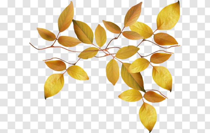 Autumn Выпьем за любовь Leaf Clip Art - De Transparent PNG