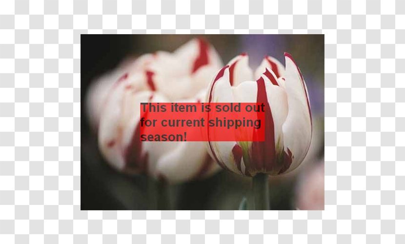 Tulip Limoniastrum Monopetalum Bulb Close Up GmbH - Gmbh Transparent PNG
