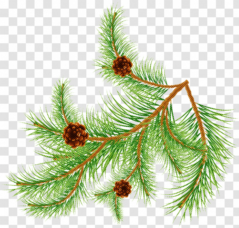 Shortleaf Black Spruce Columbian Spruce Balsam Fir Jack Pine White Pine Transparent PNG