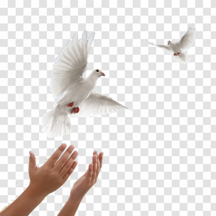 Columbidae Leavitt Funeral Services And Crematory - Dove - Flying Of Peace Transparent PNG