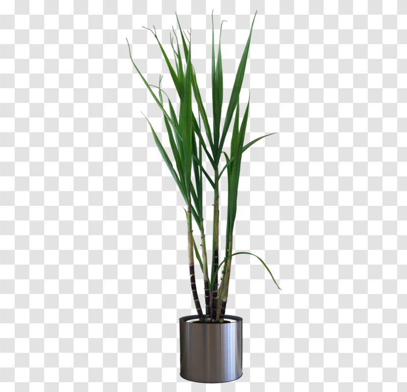 Flowerpot Houseplant - Potted Plant Transparent PNG