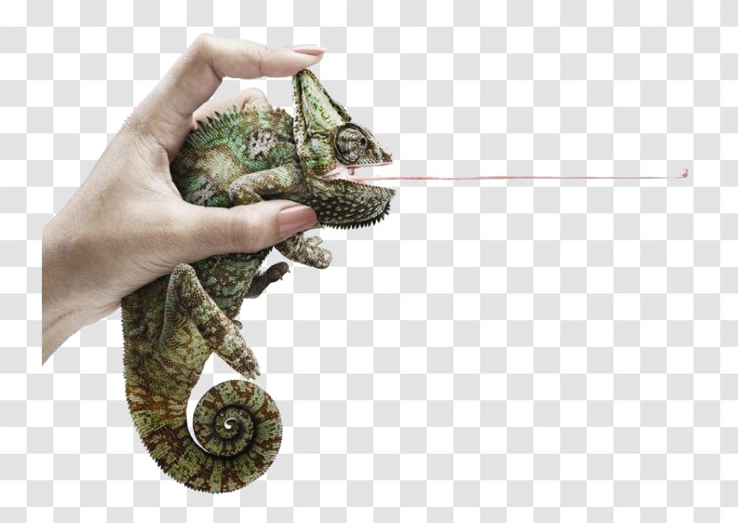 Advertising Agency Printing Art Director - Online - Lizard Insecticide Transparent PNG