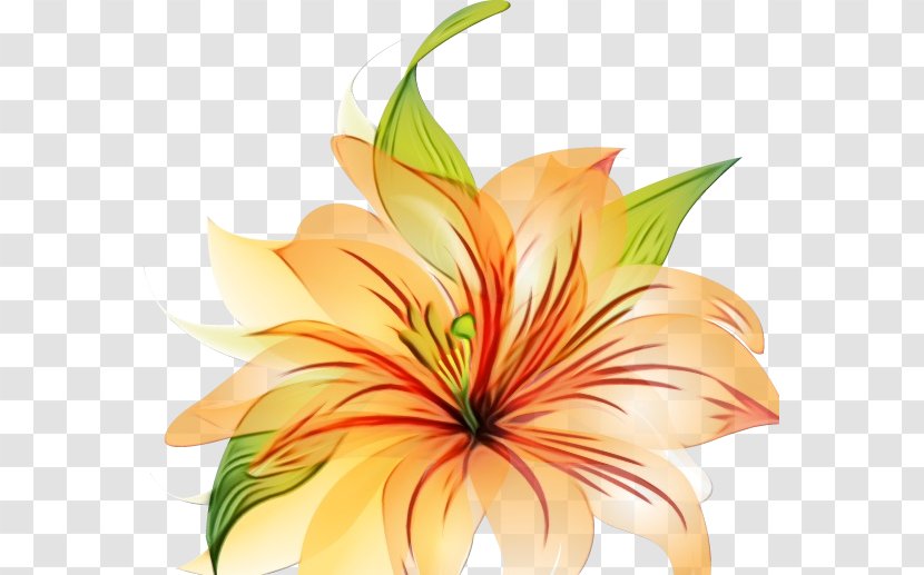 Flowers Background - Wildflower - Anthurium Transparent PNG