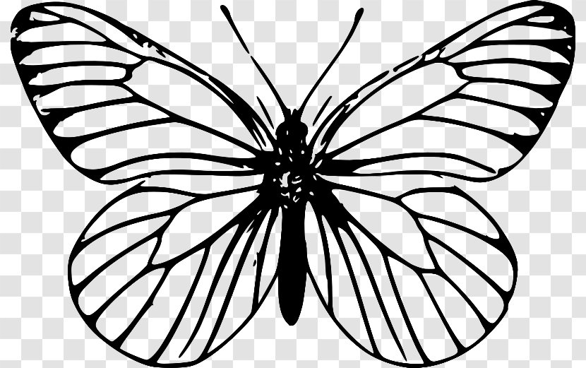 Monarch Butterfly Outline Clip Art - Animal Transparent PNG