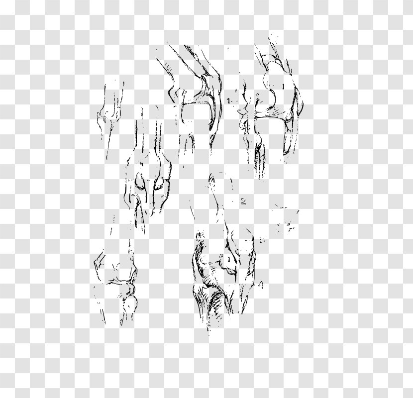 Visual Arts Drawing Sketch - Tree - Anatomy Transparent PNG