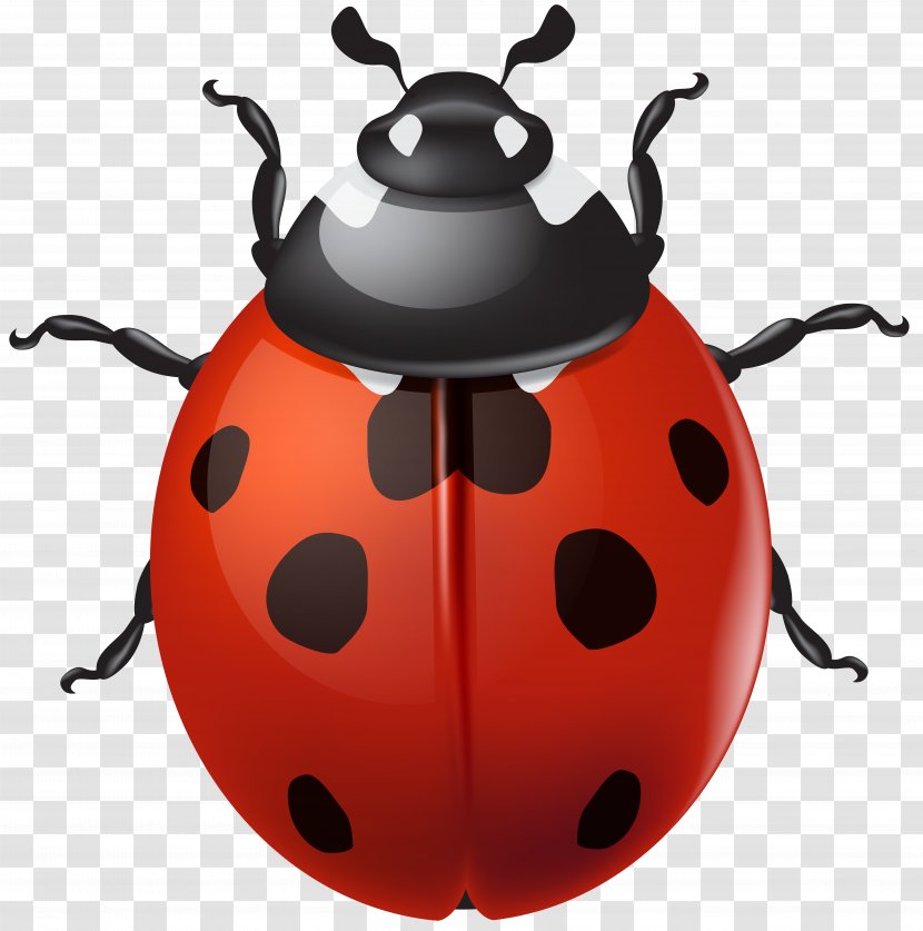 Ladybird Beetle Desktop Wallpaper Clip Art - Kettle Transparent PNG