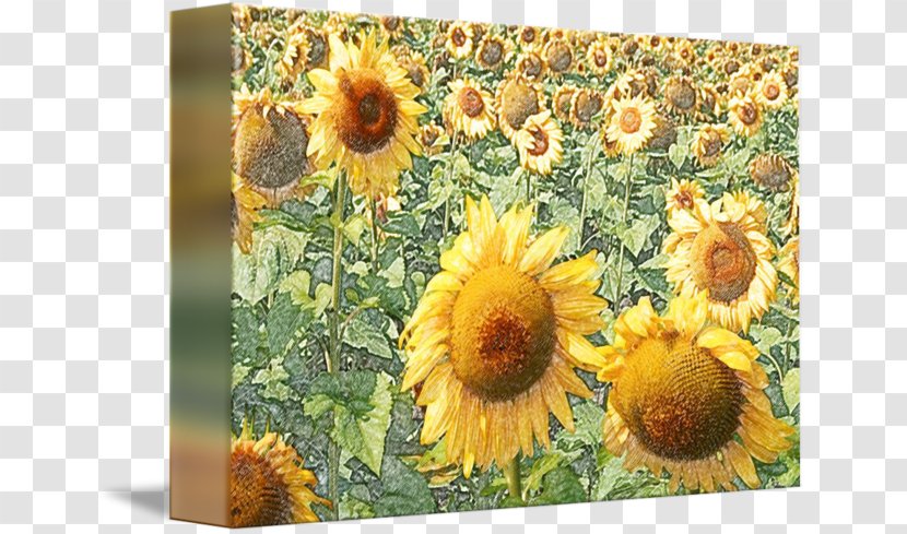 Mug - Flowering Plant - Sunflower Field Transparent PNG