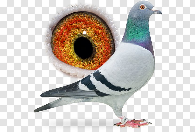 Columbidae Homing Pigeon Rock Dove Racing Bird - Netherlands Transparent PNG