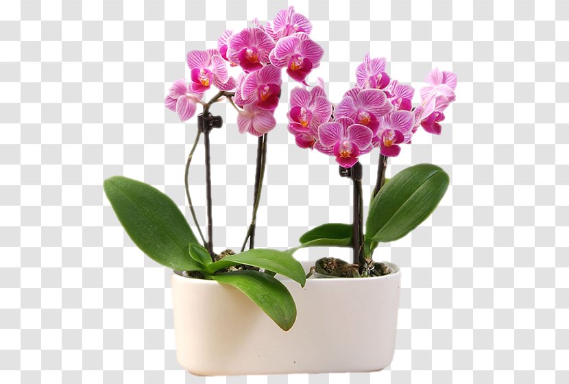 Moth Orchids Cattleya Cut Flowers Flowerpot - Seed Plant - Orchidea Transparent PNG