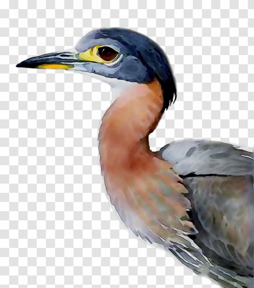 Green Heron African Night By Louis Agassiz Fuertes Buyenlarge Hornbill - Graphic Arts Transparent PNG
