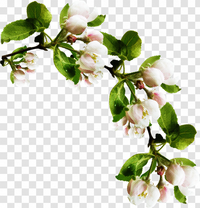 Flower Branch Plant Blossom Tree Transparent PNG