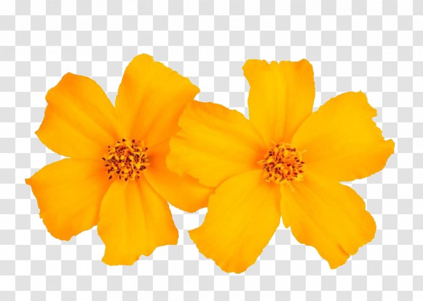 Mexican Marigold Tagetes Tenuifolia Flower Stock Photography Calendula Officinalis - Yellow - Pictures For Free Download Transparent PNG