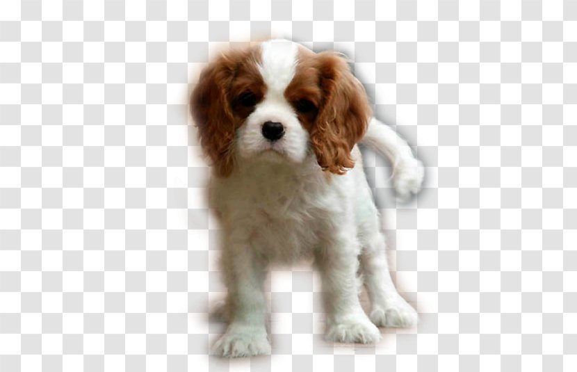 Cavalier King Charles Spaniel Puppy Cavapoo Dog Breed - Group Transparent PNG