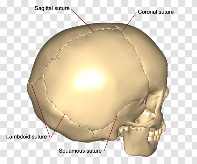 Skull Coronal Suture Squamosal Sagittal Bone - Flower Transparent PNG