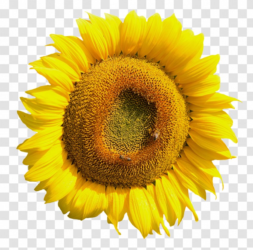 Common Sunflower Clip Art - Stock Photography - Yellow Flower Transparent PNG