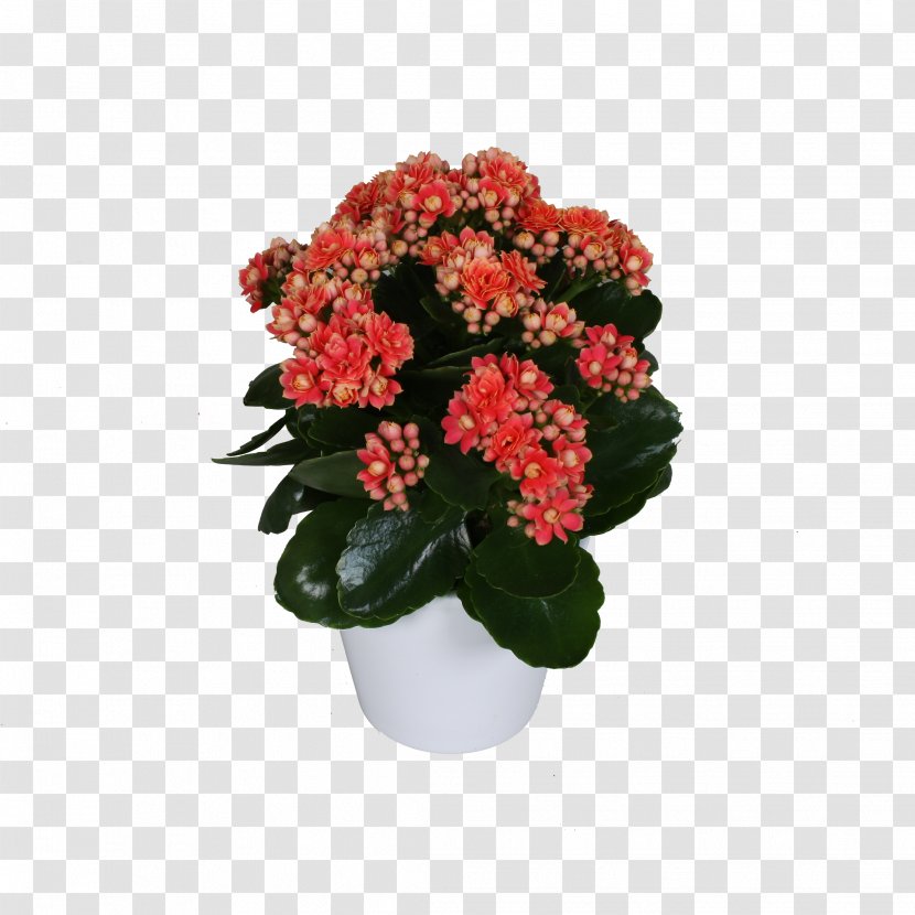 Cut Flowers Flowerpot Houseplant Annual Plant Shrub - Flowering Transparent PNG
