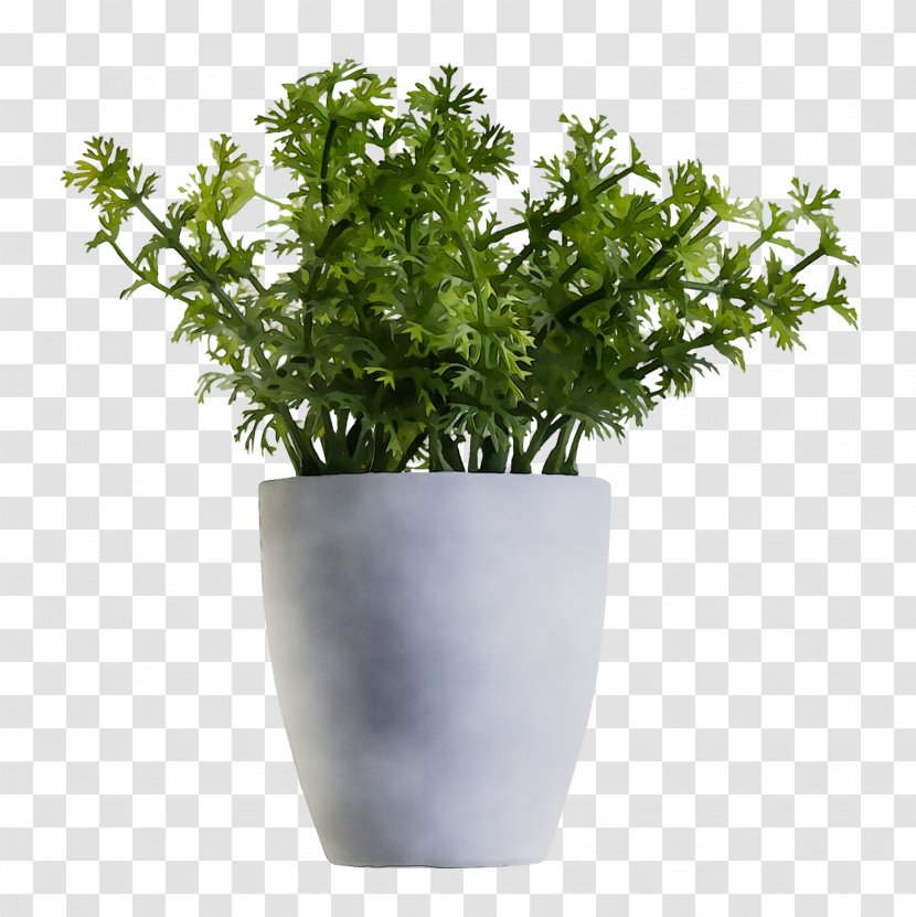 Houseplant Aspidistra Elatior Plants Flowerpot Nursery - Aloe Vera - Tree Transparent PNG