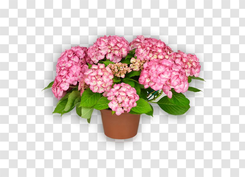 Saxony French Hydrangea Pink Flower Transparent PNG
