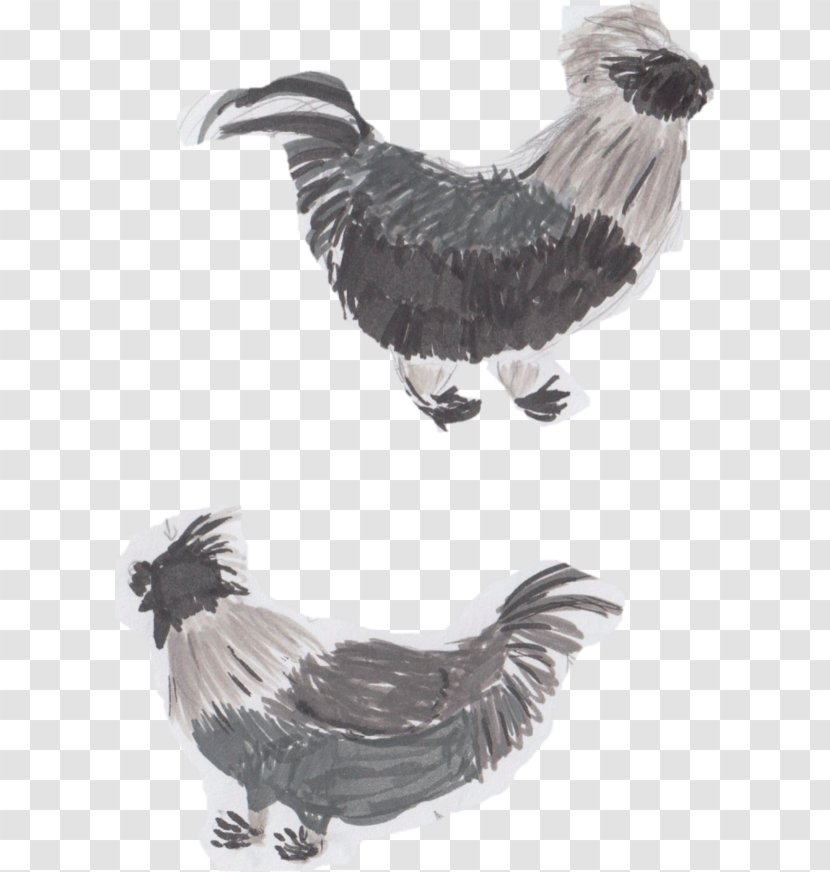 Rooster Vulture Beak Eagle Feather - Fauna - Silkie Chicken Transparent PNG