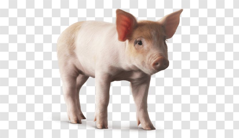Domestic Pig Image Desktop Wallpaper Clip Art Animal - Watercolor - Stages Of Fetal Development Goat Transparent PNG