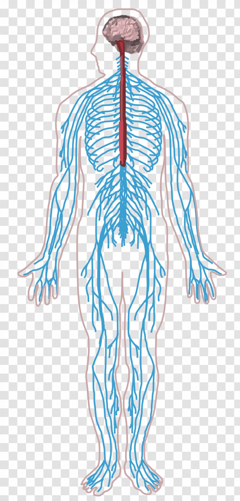 Peripheral Nervous System Nerve Human Body Central - Watercolor Transparent PNG