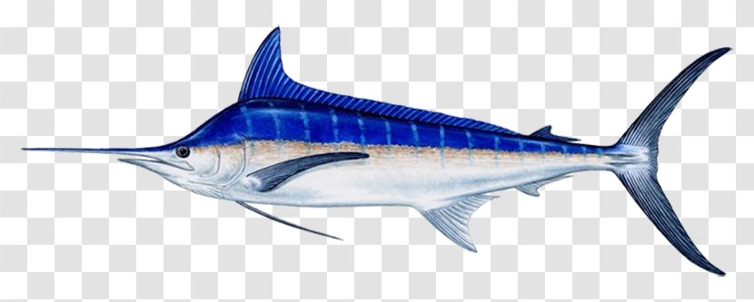 Atlantic Blue Marlin Cabo San Lucas Fishing Indo-Pacific - Fauna Transparent PNG