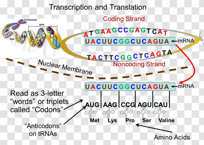 Strong's Concordance Translation Transcription Anatomy Dictionary - Cell Transparent PNG