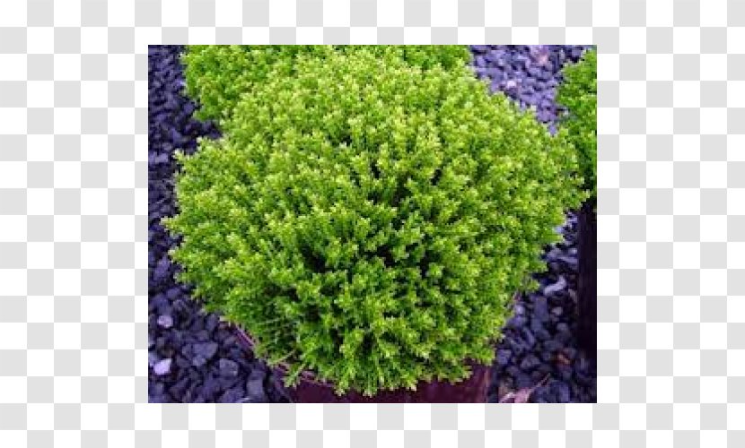 Green Shrub Emerald Plant - Nursery - Succulents Transparent PNG