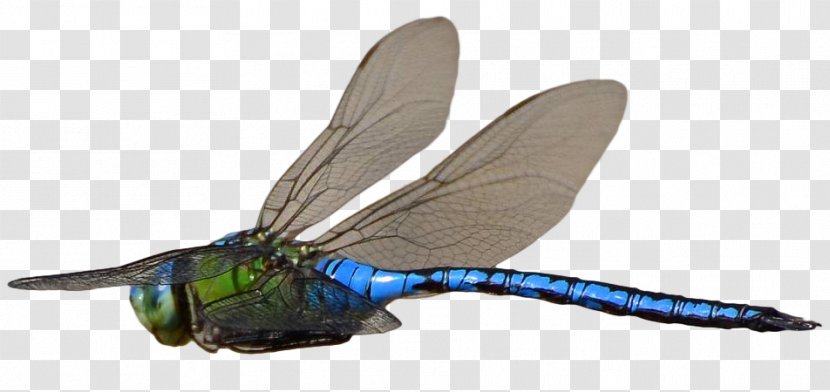 Insect Dragonfly Flight - Membrane Winged - Zuchini Transparent PNG