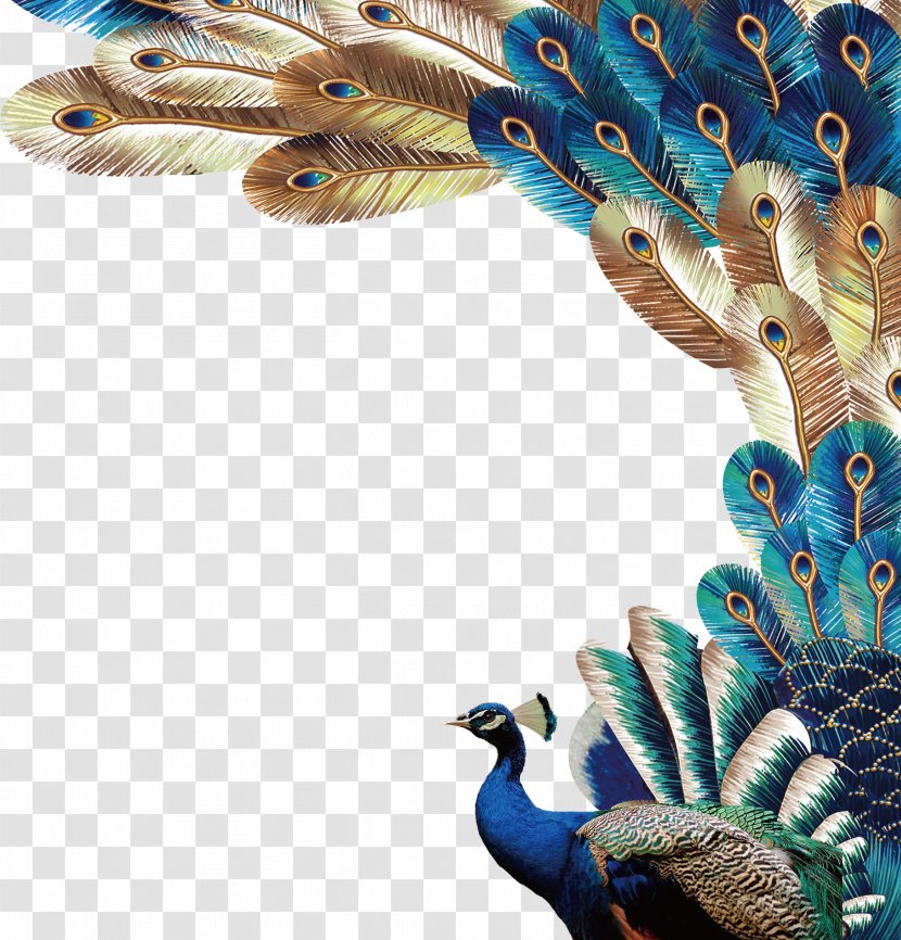 Peafowl Feather Euclidean Vector - Asiatic - Beautiful Peacock Transparent PNG