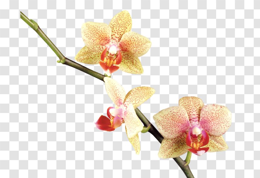 Orchids Flower Clip Art - Parelketting - Flowering Plant Transparent PNG
