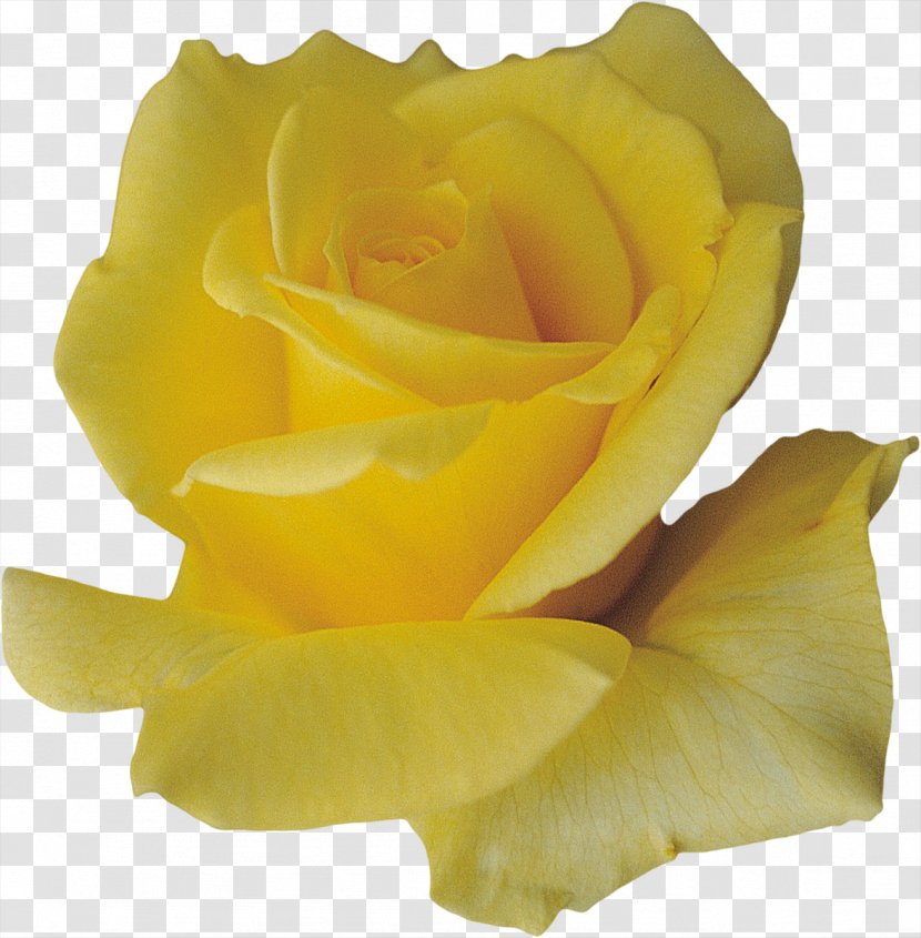 Petal Flower Yellow - Fresh Rose Petals Transparent PNG