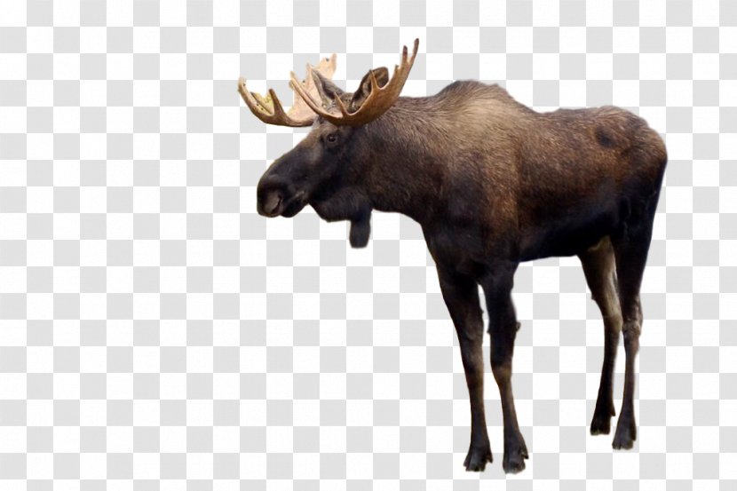 Moose Deer Horse Desktop Wallpaper - Fauna - Bull Transparent PNG