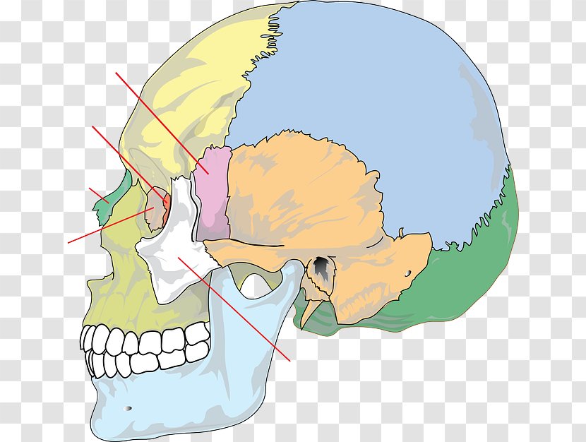 Headache Migraine Symptom Acupressure - Watercolor - Skull Transparent PNG
