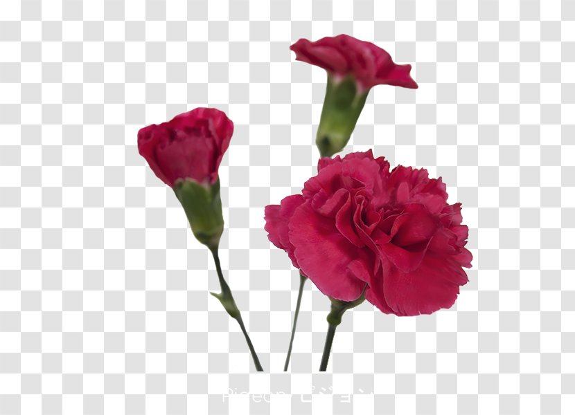 Garden Roses Cabbage Rose Floribunda Cut Flowers Carnation - Order Transparent PNG